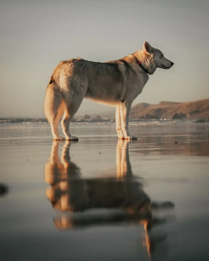 German shepherd-type dog standing on wet sand at sunset with its reflection in the water